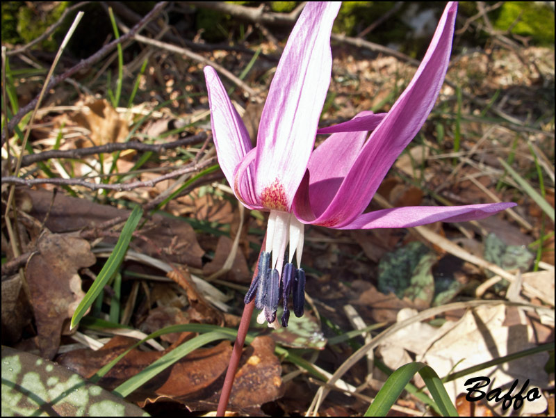 Erythronium  dens-canis